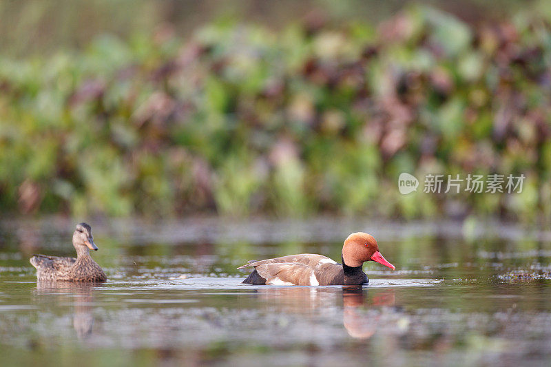 水鸟:成年雄性红冠潜鸭(Netta Rufina)和成年雌性红冠潜鸭(mreca strepera)